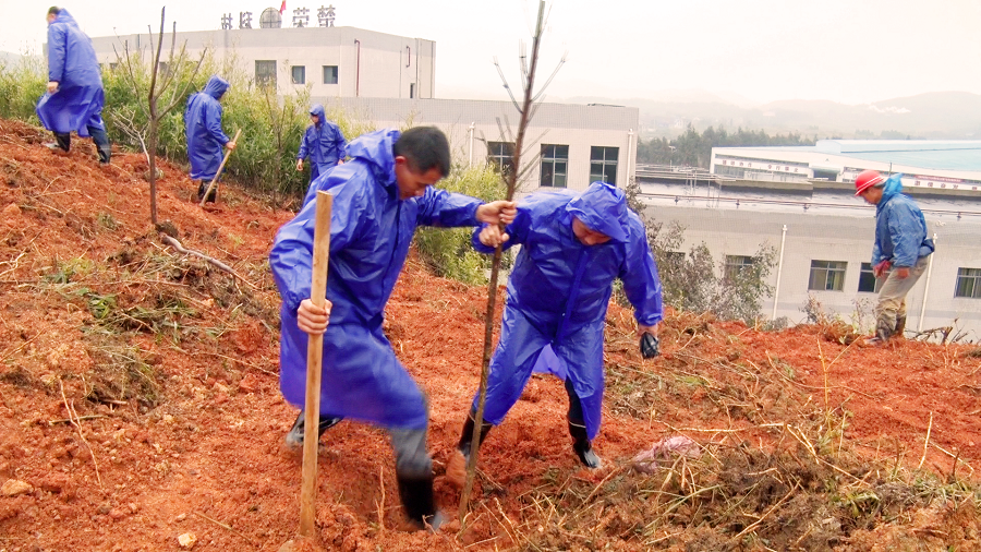 樱花树苗基地批发市场在哪