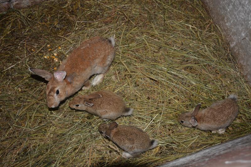 "动物园"园长养成记_桂阳新闻网