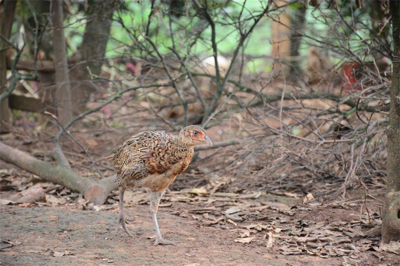 "动物园"园长养成记_桂阳新闻网